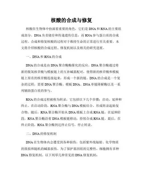 核酸的合成与修复
