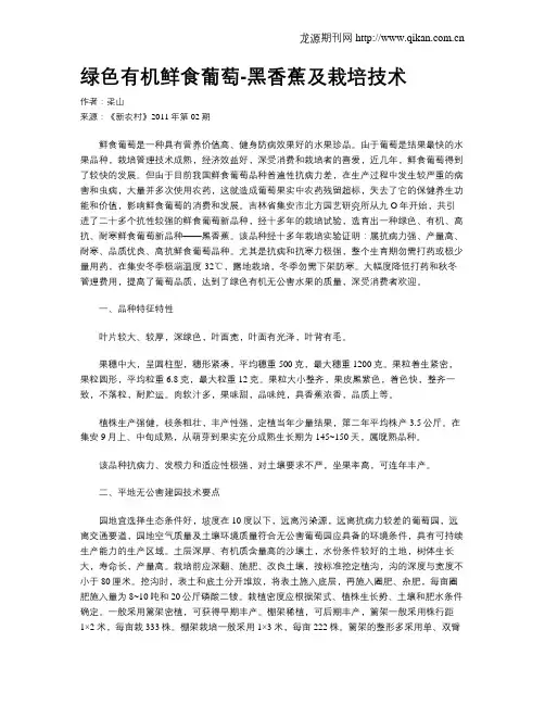 绿色有机鲜食葡萄-黑香蕉及栽培技术