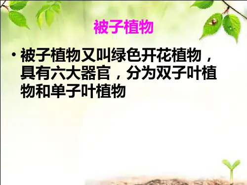 单子叶植物