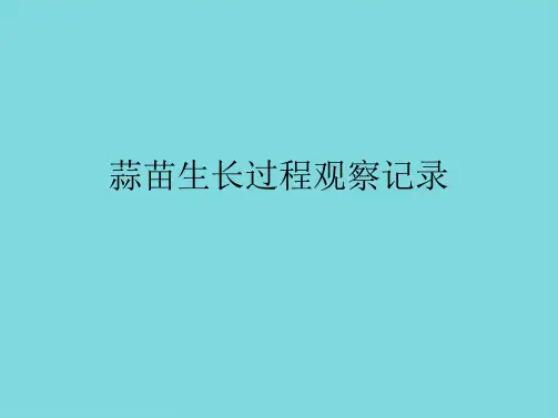 蒜苗生长过程观察记录(详细介绍“蒜苗”)共5张