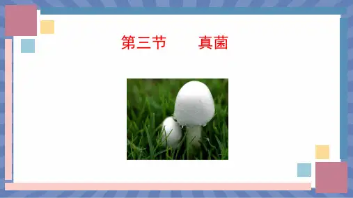 教学课件生物人教版(2024版)七年级上册2.3.3 真菌 课件02