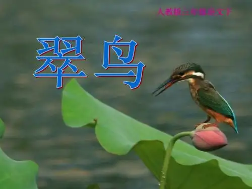 三年级语文下册5翠鸟课件