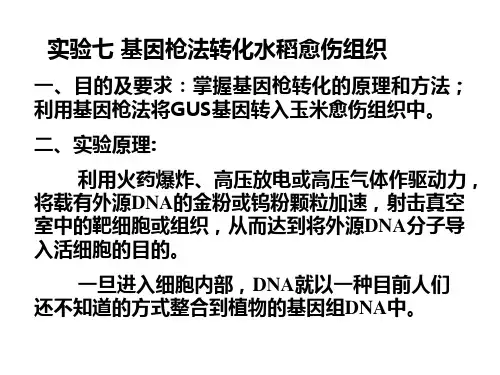 实验七 基因枪转化