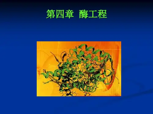 酶工程