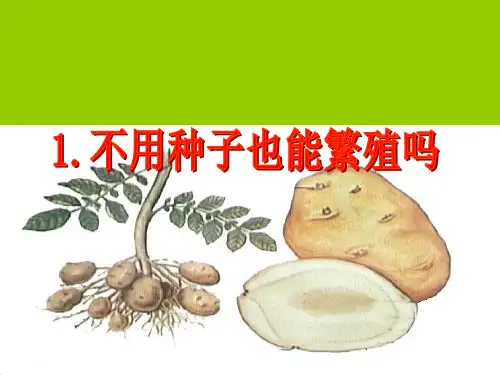 五年级科学精品赛课课件：不用种子也能繁殖吗