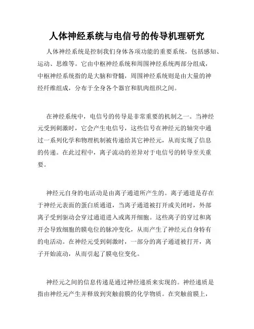 人体神经系统与电信号的传导机理研究