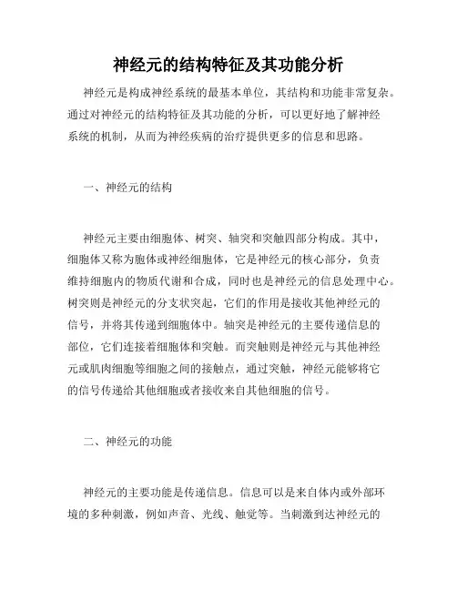 神经元的结构特征及其功能分析
