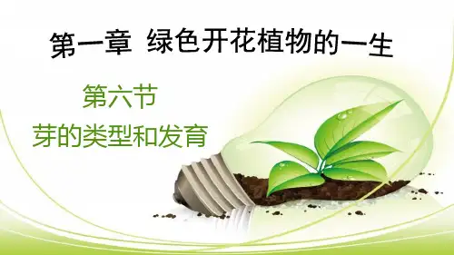 第六节芽的类型和发育课件--2023-2024学年济南版八年级生物上册