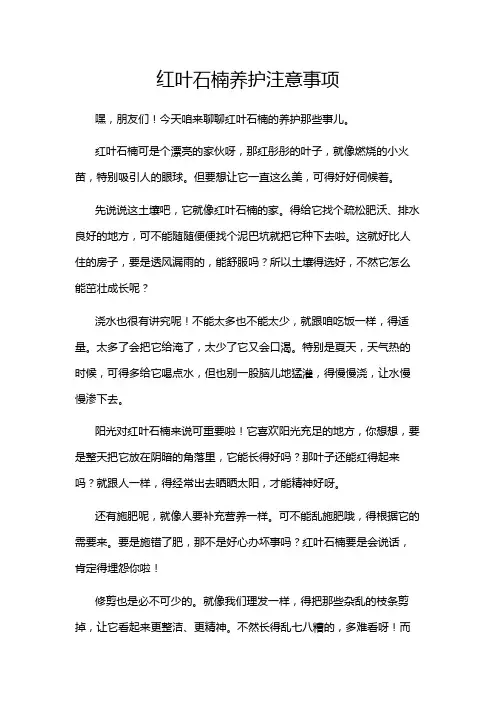 红叶石楠养护注意事项