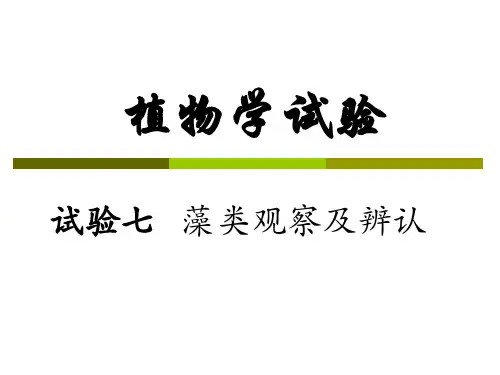 实验七藻类观察及识别