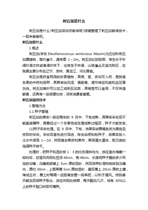 刺五加是什么