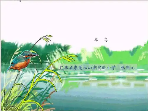 《翠鸟》课件图文