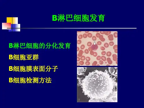 B细胞发育