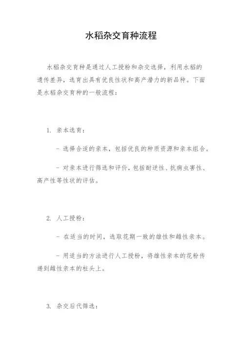 水稻杂交育种流程