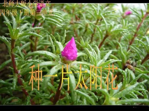 (北师大版)四年级语文课件_种一片太阳花(1)PPT、优质教学课件