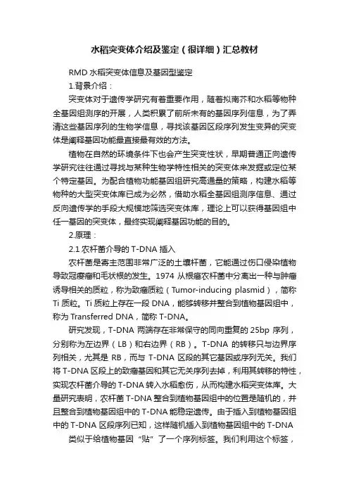 水稻突变体介绍及鉴定（很详细）汇总教材
