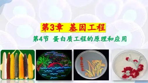 蛋白质工程的原理和应用高二生物优质课件(人教版2019选择性必修3)