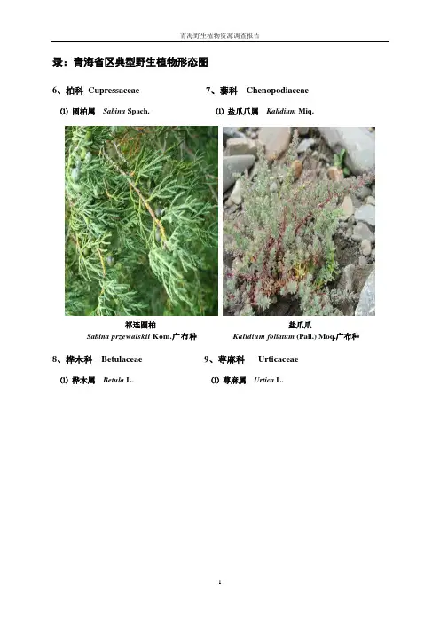 青海省野生药用植物资源图片-2