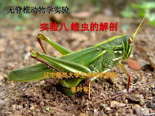 掌握蝗虫的解剖方法二