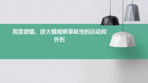 用显微镜、放大镜观察草履虫的运动和外形PPT课件