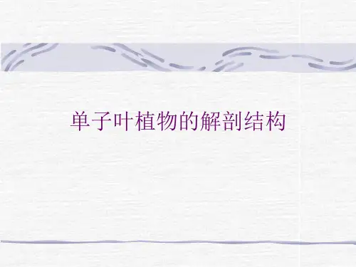 单子叶植物的解剖结构 ppt课件