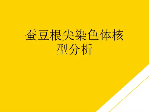 蚕豆根尖染色体核型分析(最全版)PTT文档
