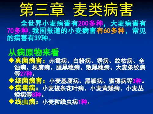 小麦病害条锈病 ppt课件