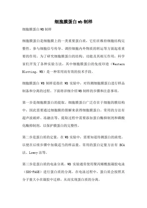 细胞膜蛋白wb制样