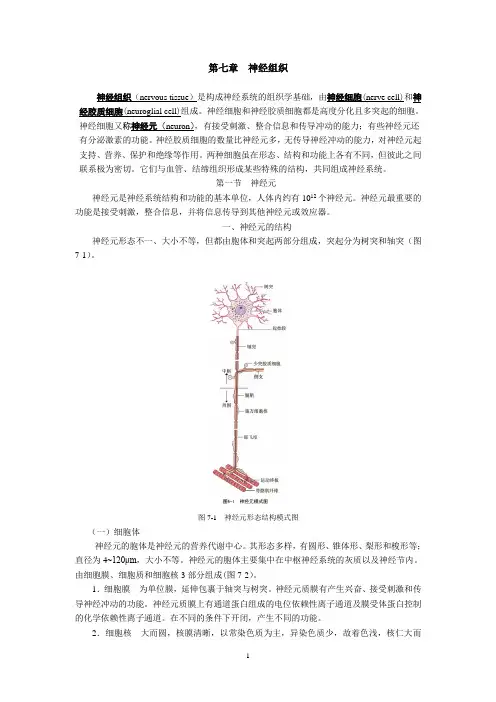 组织胚胎学 第七章 神经组织