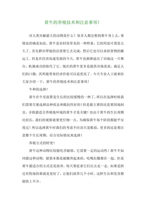 黄牛的养殖技术和注意事项!