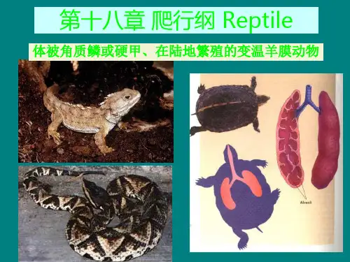B-爬行纲ppt课件