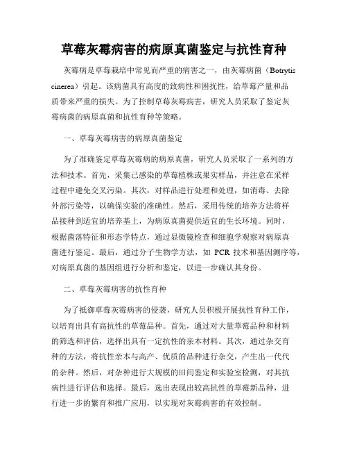 草莓灰霉病害的病原真菌鉴定与抗性育种