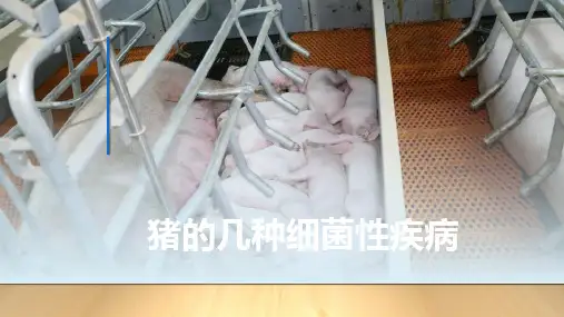 猪的几种细菌性疾病