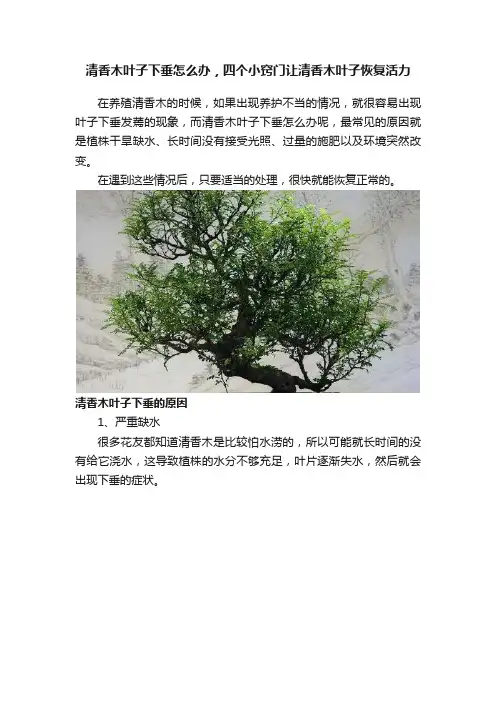 清香木叶子下垂怎么办，四个小窍门让清香木叶子恢复活力
