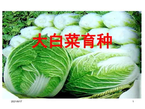 蔬菜育种学：大白菜育种