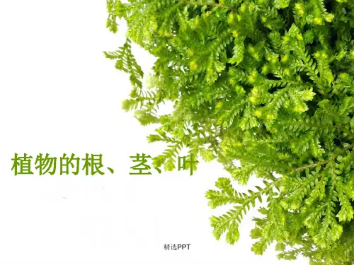 植物的根茎叶55774