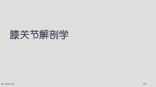 膝关节解剖学讲解