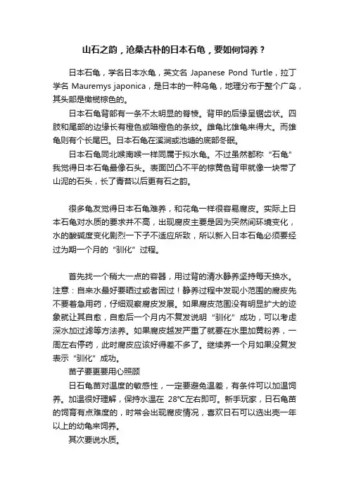 山石之韵，沧桑古朴的日本石龟，要如何饲养？