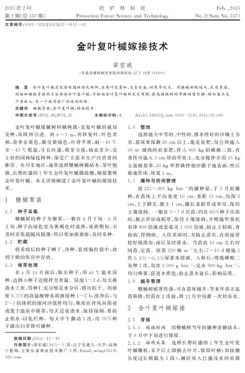金叶复叶槭嫁接技术