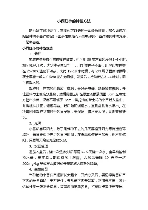 小西红柿的种植方法