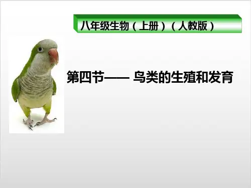 【人教版】八年级生物下鸟类的生殖和发育PPT实用课件