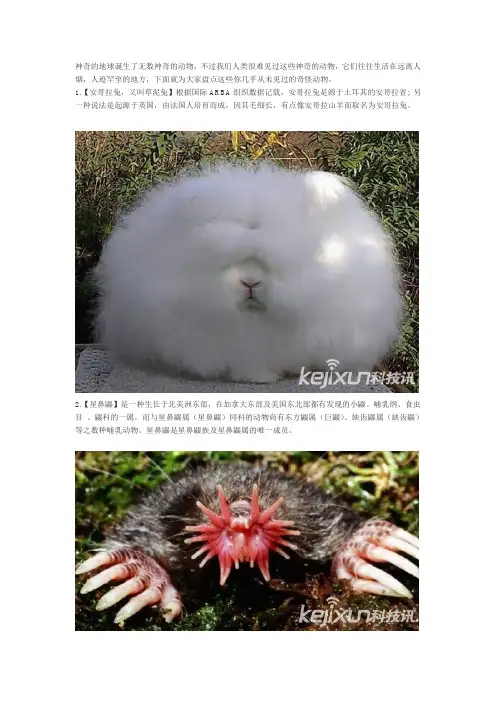 你绝对没见过的20种奇怪动物：草泥兔星鼻鼹领衔