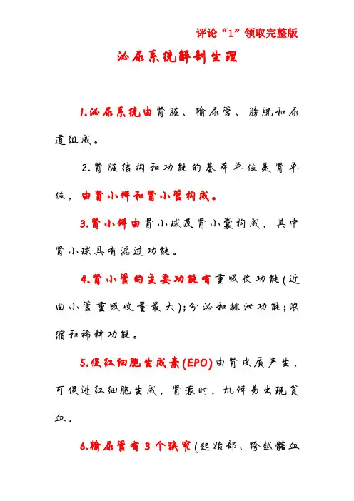 泌尿系统解剖生理