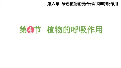 6.4 植物的呼吸作用 课件(19张PPT)2022-2023学年苏教版生物七年级上册