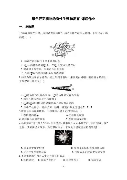 课后作业 绿色开花植物的有性生殖和发育