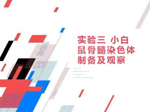 小鼠骨髓染色体制备及观察