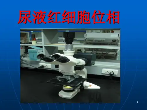 尿液红细胞位相.ppt