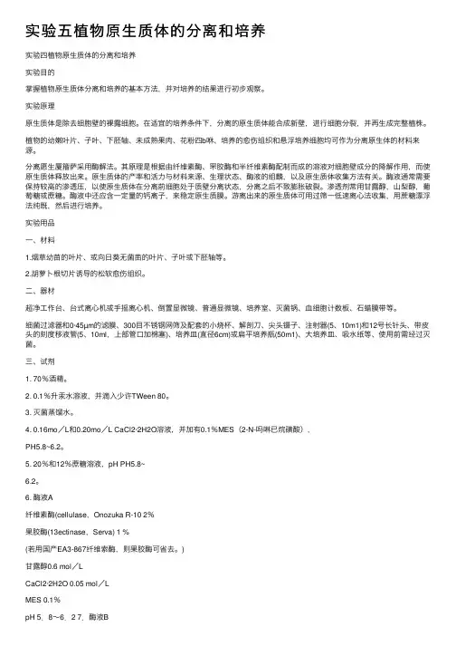 实验五植物原生质体的分离和培养