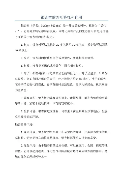 银杏树的外形特征和作用