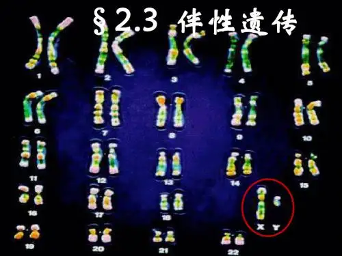 人教版教学必修2-人教版2.3伴性遗传 PPT课件